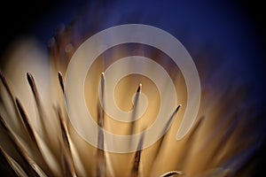 Macro abstract plant detail