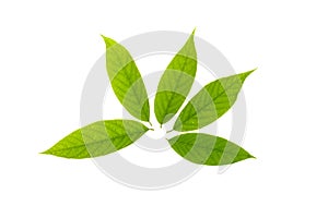 Tropical leaves foliage plant bush floral arrangement nature backdrop isolated on white background, clipping path included.