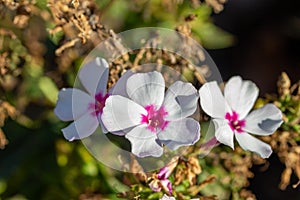 Macro abstract view of delicate white five petal flowers with deep pink interior in a sunny garden