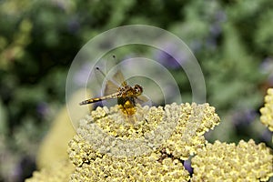 Macro abstract view of a dragonfly perched on a yellow yarrow plant