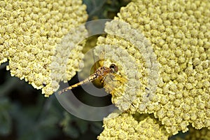 Macro abstract view of a dragonfly perched on a yellow yarrow plant