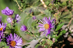 Macro abstract view of purple asters in a sunny garden