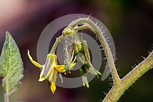 Macro abstract view of a single yellow tomato plant flower