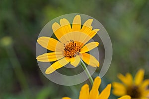 Macro abstract view of a solitary hairy sunflower wildflower