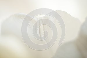 Macro abstract white background of tulip petal with soft focus. photo