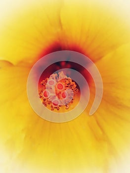 Macro abstract of Yellow Hibiscus Flower