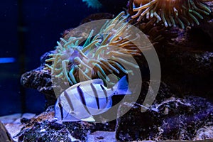 Acanthurus triostegus fish photo