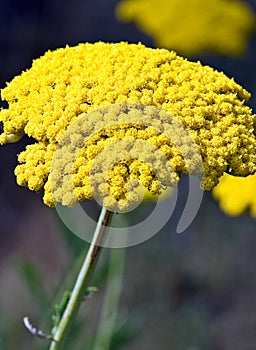 Macro of an Achillea filipendulina \'Gold Plate\' Flower Head