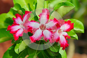 MACRO Adenium flowers white with pink edges tree or Desert rose, Mock Azalea, Pinkbignonia, Impala lily. Breed hollland Is popular