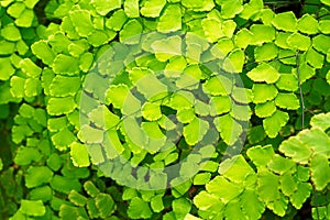 Macro of adiantum fern photo