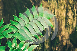 Macro of adiantum fern photo