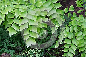 Macro of adiantum philippense or maidenhair fern growing in flow