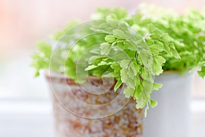 Macro of adiantum philippense or maidenhair fern growing in a