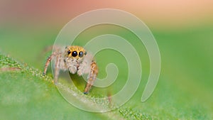 MACRO: Adorable little jumping spider crawls along a vibrant green tree leaf.