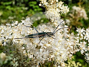 Macro of adult musk beetle (Aromia moschata) with very long antennae and coppery and greenish metallic tint