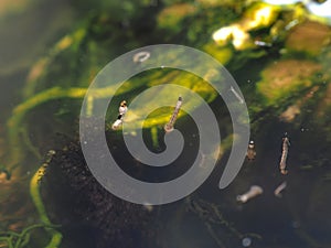 Macro of Aedes mosquito larvae in stagnant water