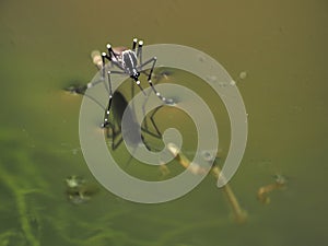 Macro of Aedes mosquito on still water