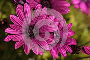 Macro of African daisy Osteospermum ecklonis