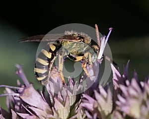 Macro of an Agapostemon striped metallic green sweat bee on purple flowers