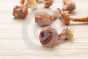 Macro of Agaricus blazei mushroom