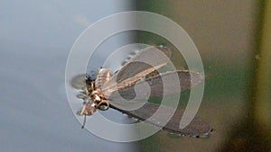 Macro of alate insect on water