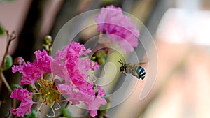 Macro of Amegilla cingulata or blue-banded bee