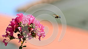 Macro of Amegilla cingulata or blue-banded bee flying