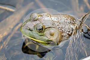 Macro of American Bullfrog in pond,Ontario
