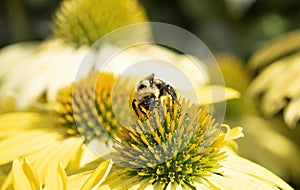 Macro American Bumble-bee Bombus pensylvanicus on Cone Flower