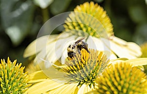 Macro American Bumble-bee Bombus pensylvanicus on Double Decker Cone Flower