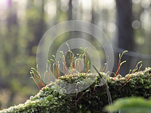 Macro anophyte moss green spring