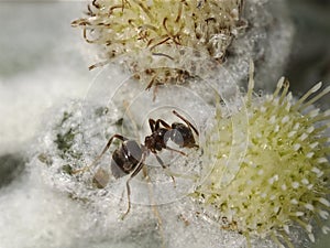 Macro of ant on flower