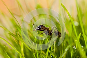 Macro ant in grass with dew