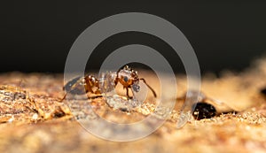 Macro of an ant on the ground