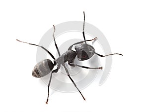Macro of ant over white