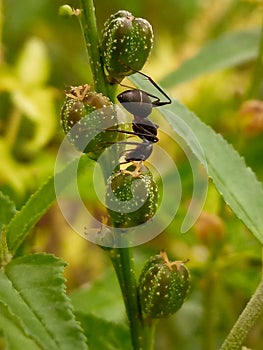 macro ant photo