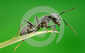 Macro of ant sitting on grass top