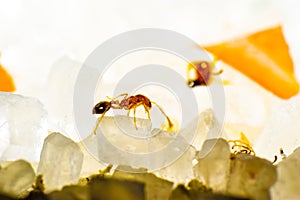 Macro ant sugar macrophotography redant