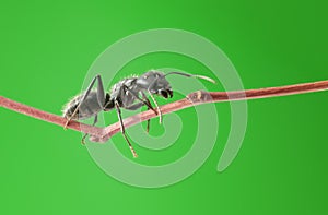 Macro of ant on twig