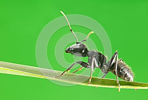 Macro of ant walking on grass