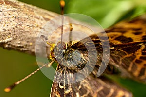 Macro of an Aphrodite Fritillary or Speyeria aphrodite butterfly stamding on stick