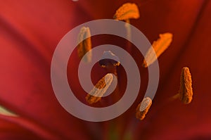 Macro Asiatic Lily Bloom Anthers