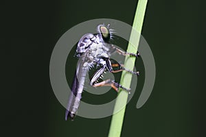 Macro of Asilinae, The Robber Flies or Assassin Flies.