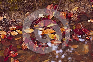 Macro autumn colorful leaves in the forest light shadow bokeh background.