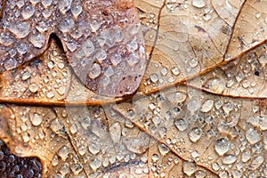 Macro autumn leaf
