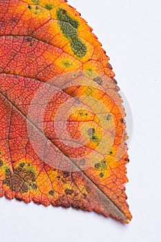 Macro autumn leaf