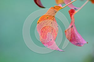 Macro of Autumn Leaves