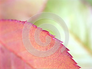 Macro autumn pink rose leave with blurred background ,Blurred abstract pink leaf for background green leaf for background