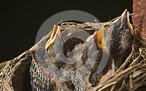 Macro Baby Robins in a Nest