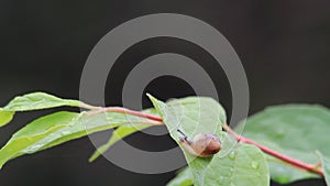Macro baby snail Helix pomatia